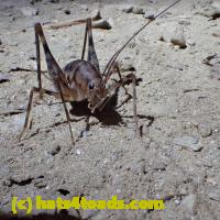 /home//u458753944/public_html/sourcegallery//Insects and small critters/grasshoppers and crickets (Orthoptera)/PA070139.JPG